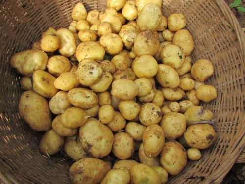 马尔科土豆/恩施土豆/马铃薯/洋芋