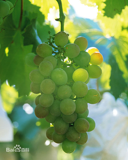 关口葡萄