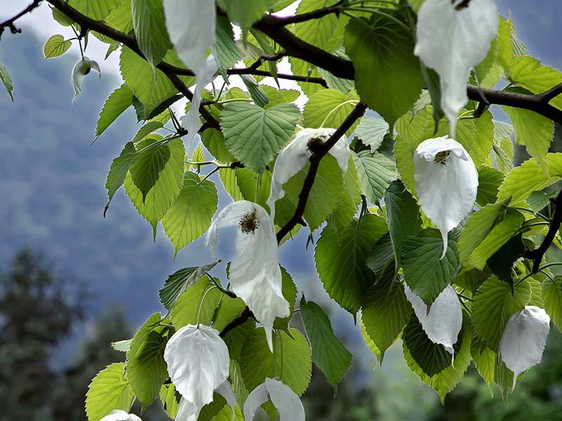 星斗山国家级自然保护区