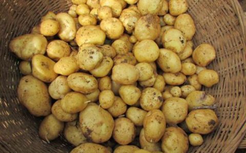 马尔科土豆/恩施土豆/马铃薯/洋芋