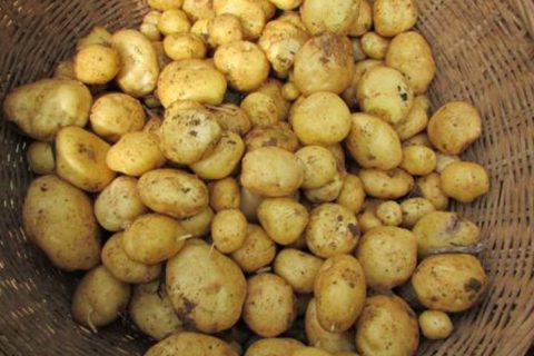 马尔科土豆/恩施土豆/马铃薯/洋芋