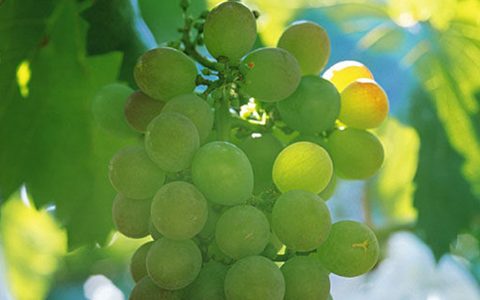 关口葡萄