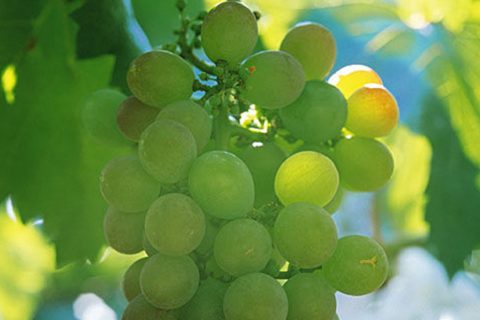 关口葡萄
